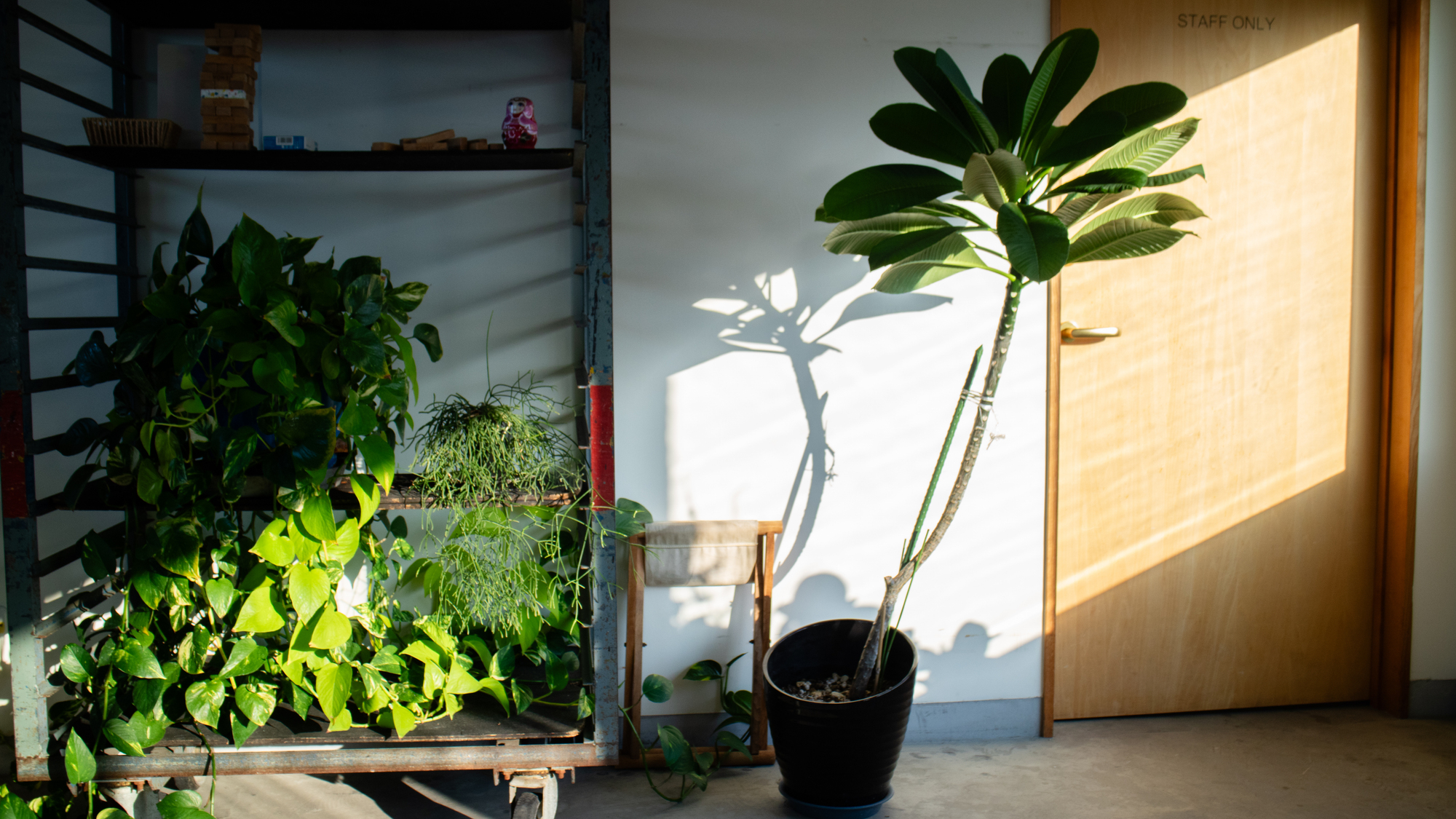 観葉植物の正しい処分方法と費用相場を解説